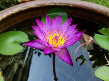 Close-up of lotus water lily