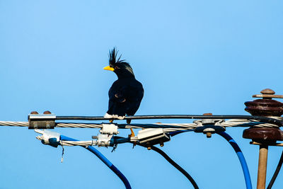 Low angle view of bird perching on cable against clear blue sky