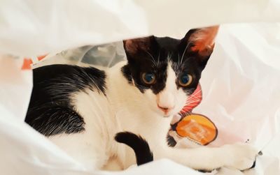 Close-up portrait of a cat