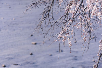 Close-up of frozen plant against lake during winter