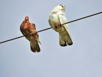 Even birds have capabilities to create love drama scnee....