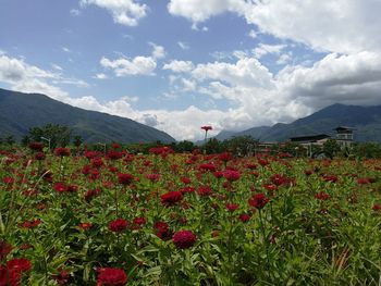 Plants growing on field