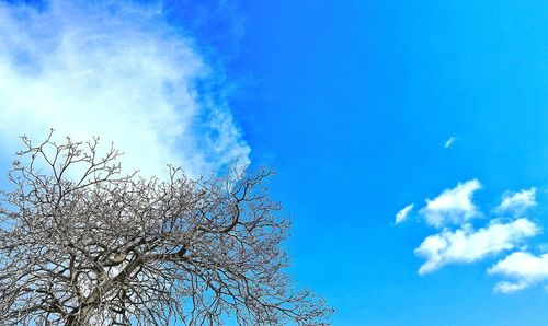 Low angle view of birds flying against blue sky