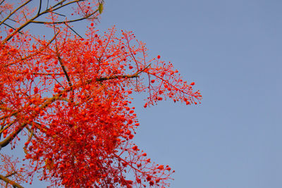 Low angle view of red maple tree against sky