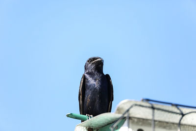 Low angle view of bird perching on the sky