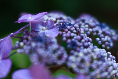 Close-up of purple hydrangea flowers