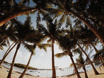 Low angle view of coconut palm trees on beach against sky