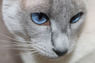 Close-up portrait of siamese cat