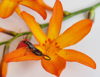 Close-up of bee pollinating on orange flower