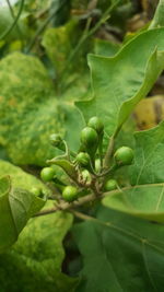 Close-up of fresh green leaves on plant