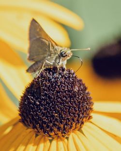 Close-up of butterfly on flower