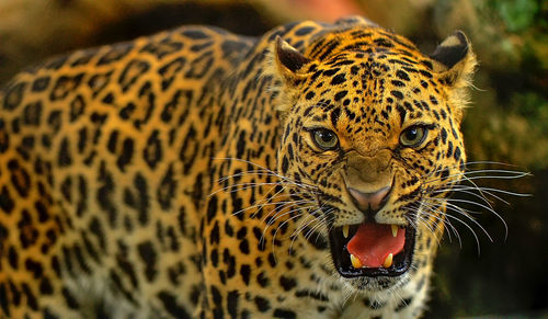 Close-up portrait of jaguar