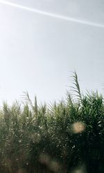 Close-up of grass against clear sky