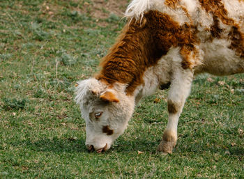 Cow on a field, eating green grass