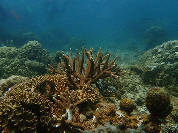 View of coral in sea