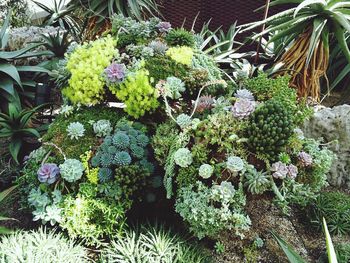 High angle view of flowering plants