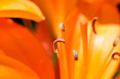 Close-up of yellow flower blooming outdoors