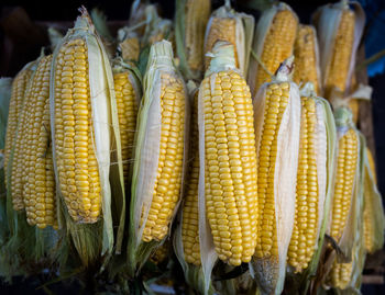 Close-up of corn