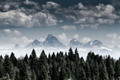 Pine trees in forest against sky