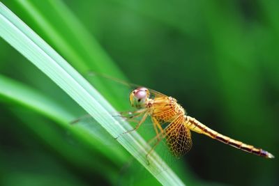 Close-up of insect on leaf