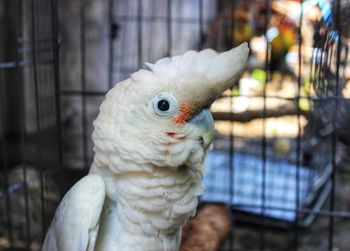 Close-up of a parrot in cage