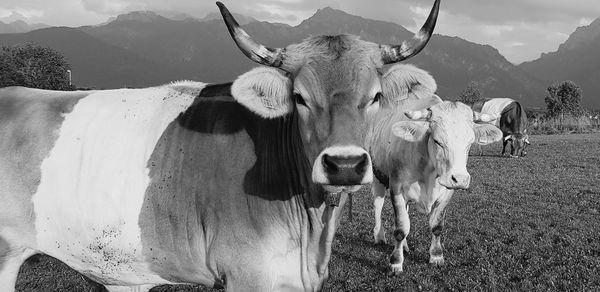 Portrait of cow on field
