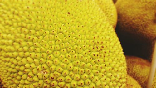 Close up of yellow flower