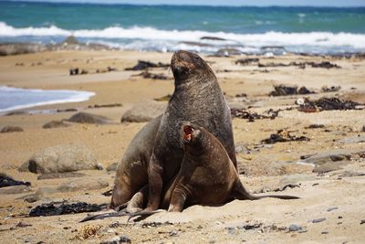 Sea lions mating on sand at beach