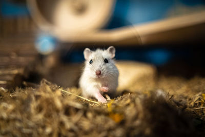 Close-up of hamster in fieldlike cage