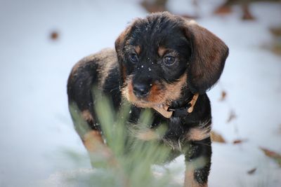 Portrait of dog in snow