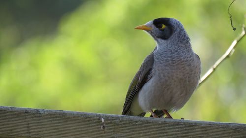 Close-up of bird perching on wooden ledge