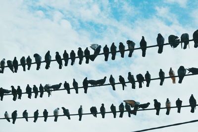 Low angle view of birds perching on cable against sky