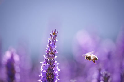 Close-up of bee pollinating on purple flower