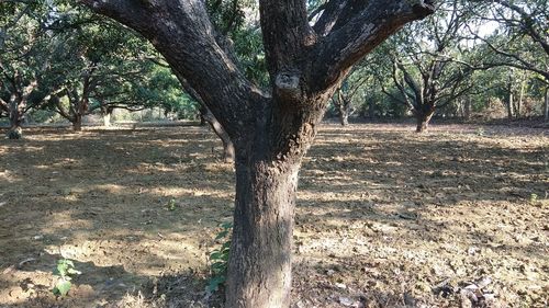 Bare trees on landscape