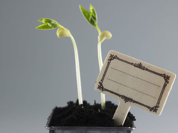 Growing plant in soil isolated on gray background.