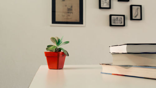 Close-up of potted plant on table against wall