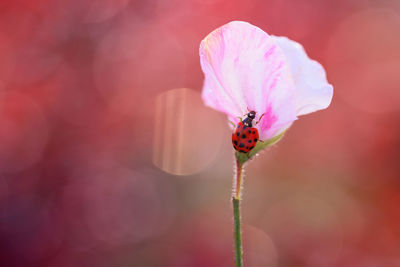 Close-up of honey bee on pink flower