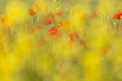 Close-up of yellow flowering plants on field