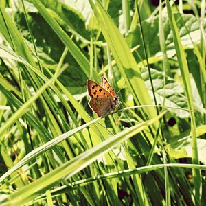 Close-up of butterfly on leaf