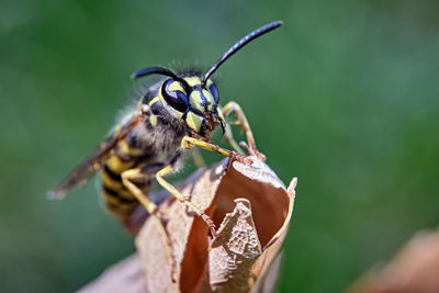 Close-up of butterfly on flower