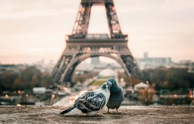 Pigeons perching on retaining wall against eiffel tower