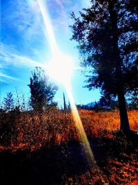 Sunlight streaming through trees in forest