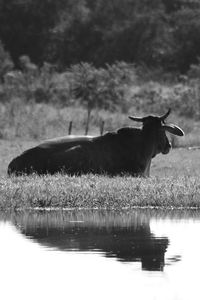Reflection of trees in water