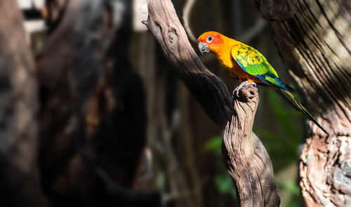 Close-up of parrot perching on branch