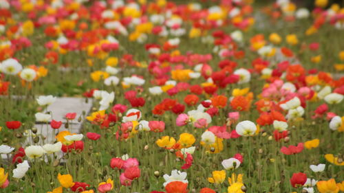 Close-up of fresh flowers in field