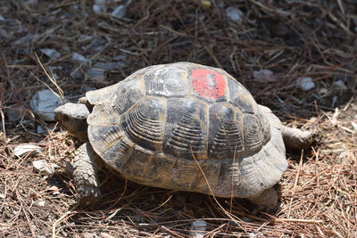 High angle view of shell on field