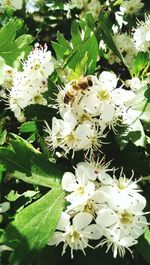 Close-up of white flowers