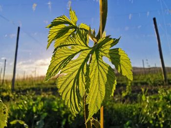 Close-up of yellow plant growing on field against sky