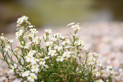 Close-up of white flowering plant