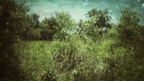 Trees growing on field